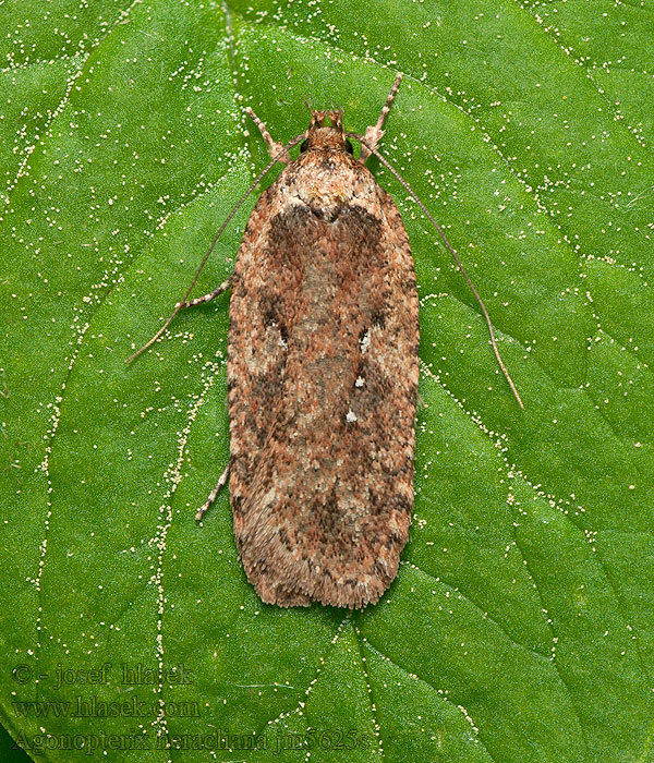 Közönséges laposmoly Koiranputkilattakoi Agonopterix heracliana