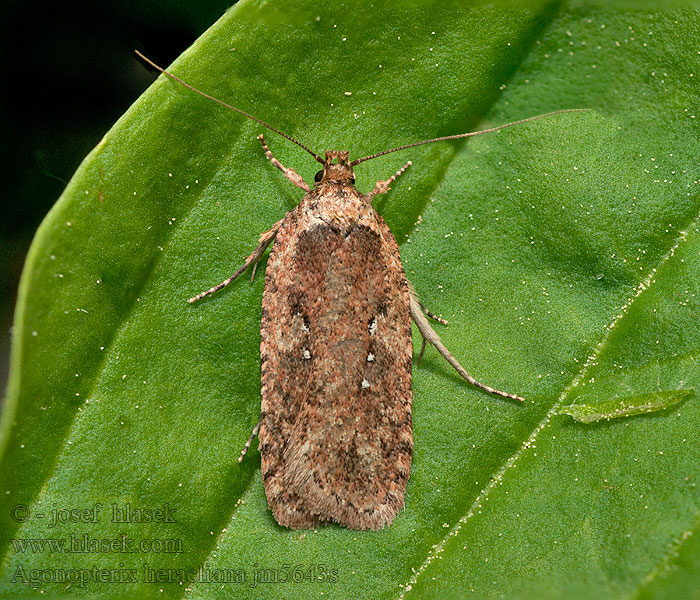 Ploskáč boľševníkový Gewone kaartmot Agonopterix heracliana