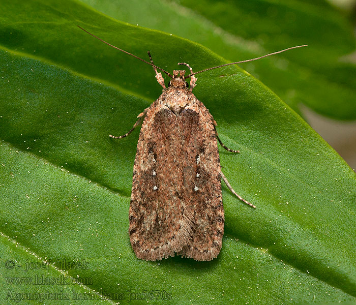 Plochuška bolševníková Agonopterix heracliana