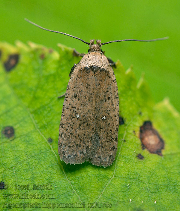 Agonopterix hippomarathri Ploskáč sezelový Gurgolya-laposmoly