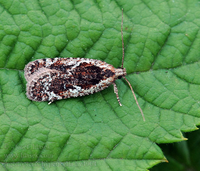 Agonopterix hypericella Ploskáč ľubovníkový