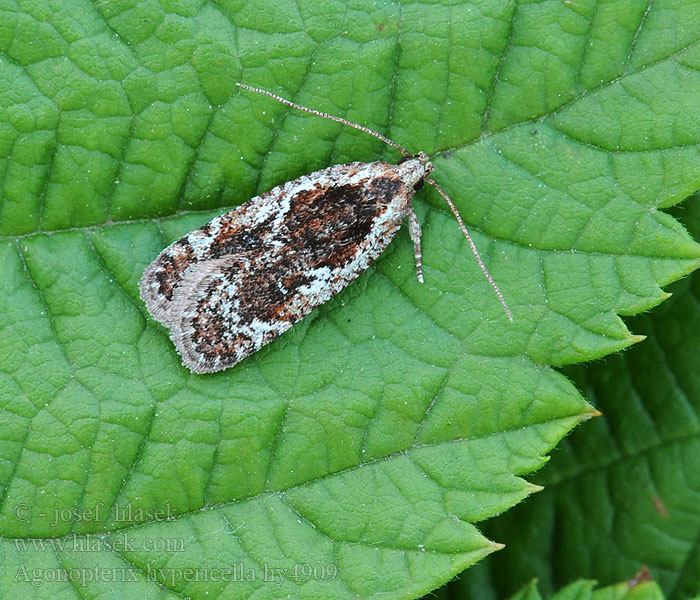 Agonopterix hypericella Prydlig johannesörtplattmal