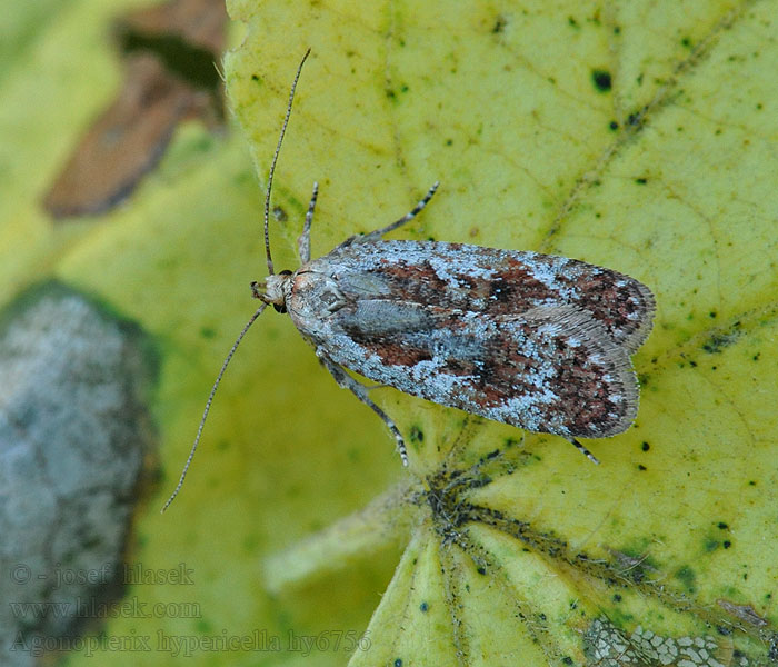 Ploskáč ľubovníkový Agonopterix hypericella