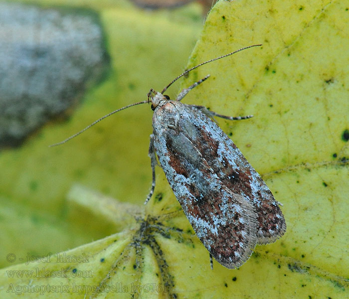 Prydlig johannesörtplattmal Agonopterix hypericella