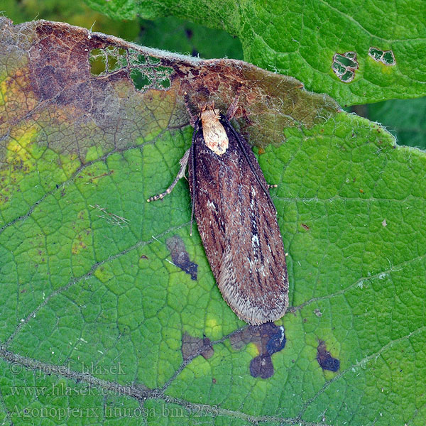 Agonopterix liturosa Ploskáč čiernoškvrnný Sint-janskaartmot