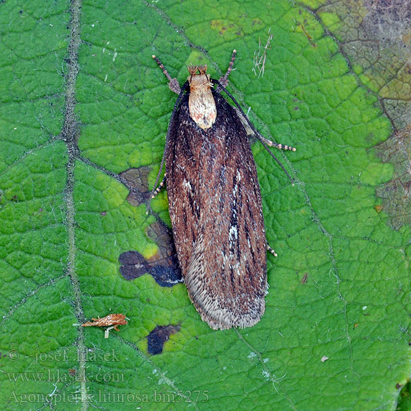 Agonopterix liturosa Orbáncfű-laposmoly