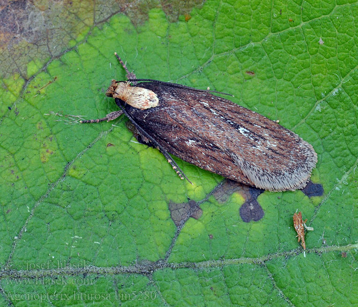 Agonopterix liturosa Gulbröstad johannesörtplattmal