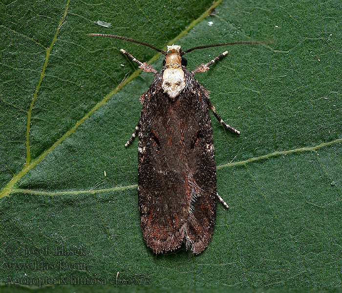 Ploskáč čiernoškvrnný Sint-janskaartmot Agonopterix liturosa