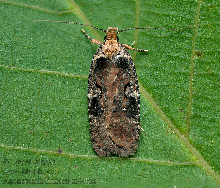 Agonopterix  liturosa