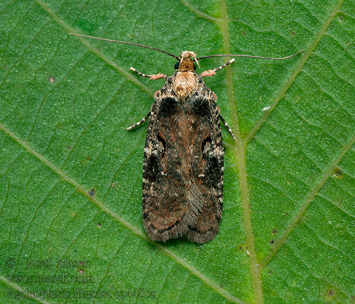 Agonopterix  liturosa