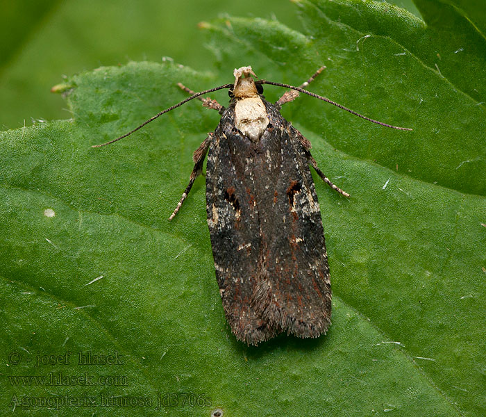 Agonopterix  liturosa