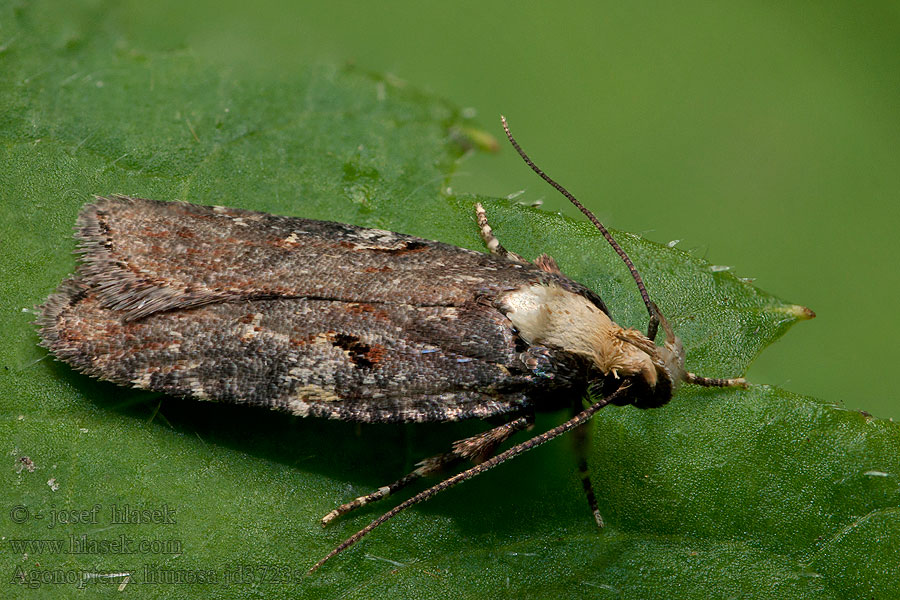 Agonopterix  liturosa