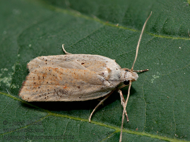 Agonopterix nervosa Plochuška janovcová Dark-fringed Flat-body