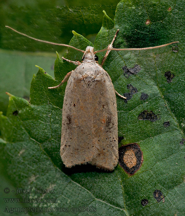 Agonopterix nervosa Ploskáč štedrecový Spitse kaartmot