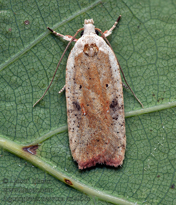 Agonopterix nervosa Okkerszínű laposmoly Rödbrämad harrisplattmal