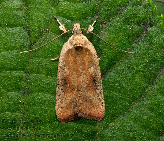 Ploskáč štedrecový Spitse kaartmot Agonopterix nervosa