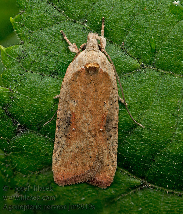 Plochuška janovcová Dark-fringed Flat-body Agonopterix nervosa