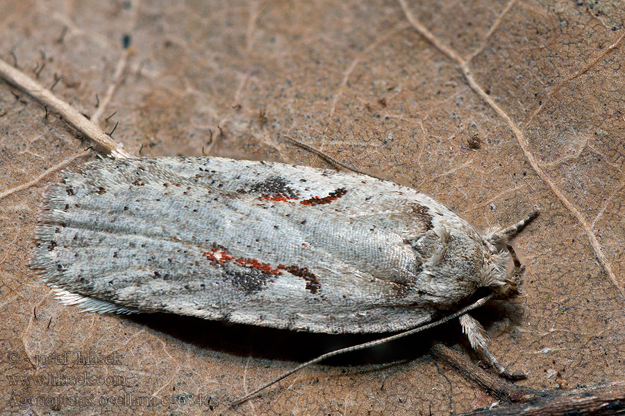 Agonopterix ocellana Ploskáč vŕbový Roodvlekkaartmot