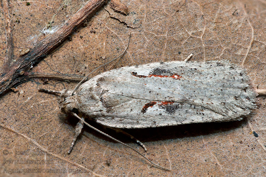 Agonopterix ocellana Szemes laposmoly Sälgplattmal