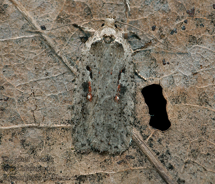 Agonopterix ocellana