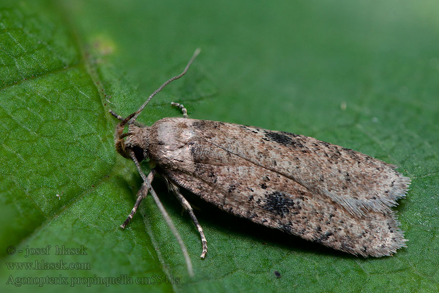 Agonopterix propinquella Plochuška bodláková Black-spot Flat-body