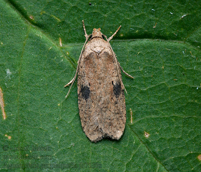 Agonopterix propinquella