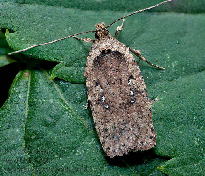 Agonopterix senecionis Aggófű-laposmoly