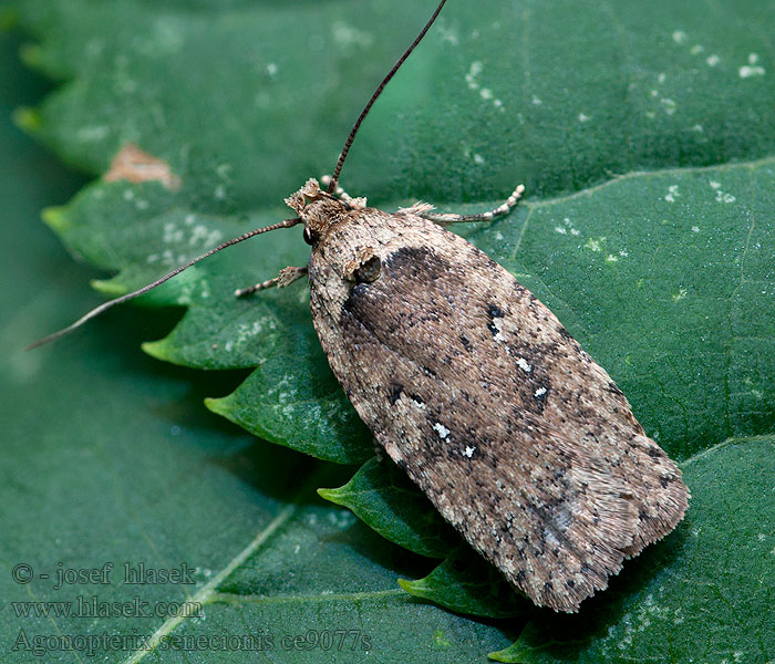 Agonopterix senecionis Ploskáč starčekový