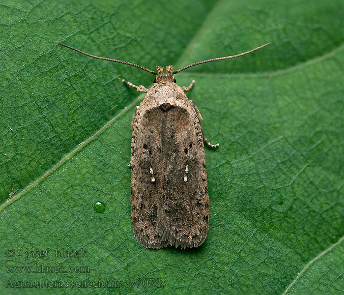 Agonopterix senecionis