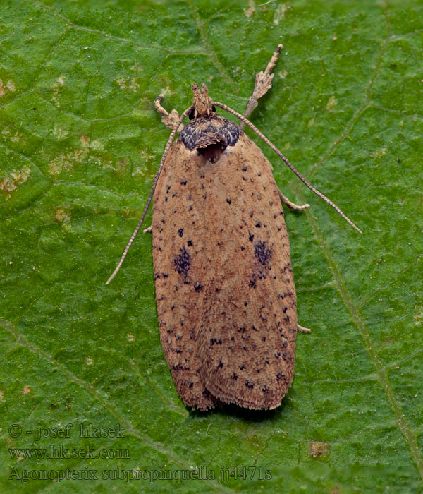 Agonopterix subpropinquella Blackneck Buff Distelkaartmot