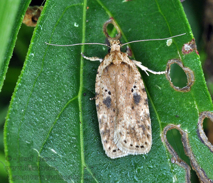 Agonopterix yeatiana Ploskáč Yeatov Peenkaartmot Köményszövő laposmoly