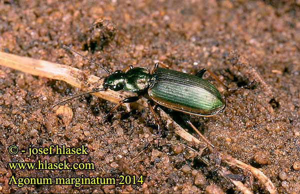 Agonum marginatum 2014