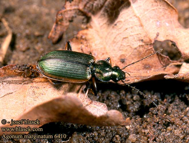 Agonum marginatum 6410