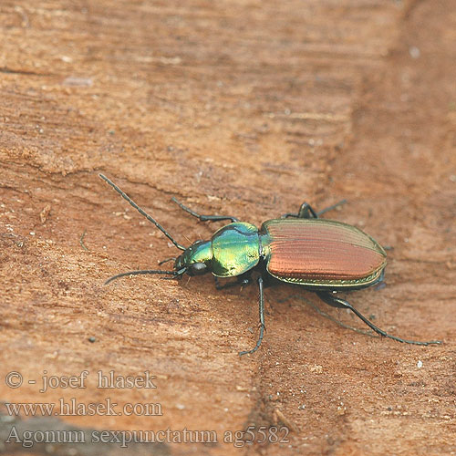 Agonum sexpunctatum ag5582