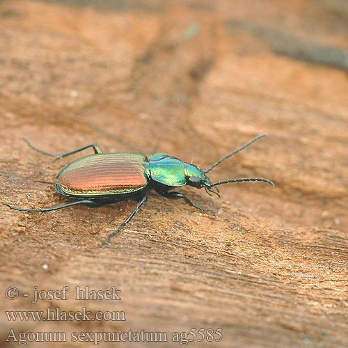 Agonum sexpunctatum ag5585