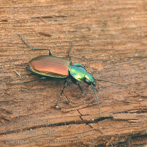 Agonum sexpunctatum ag5598