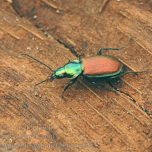 Agonum sexpunctatum ag5653