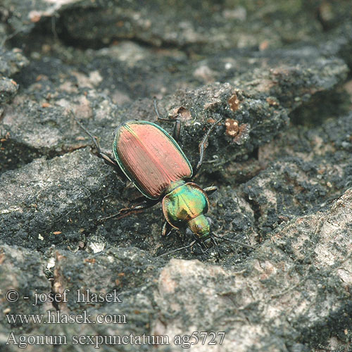 Agonum sexpunctatum ag5727