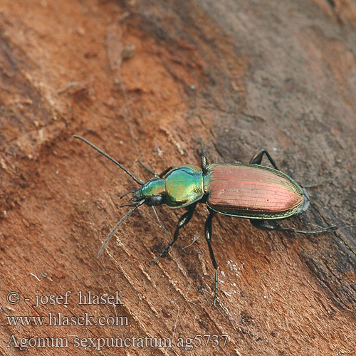 Agonum sexpunctatum ag5737