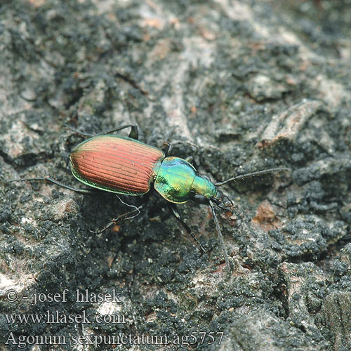 Agonum sexpunctatum ag5757