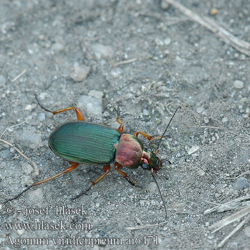 Agonum viridicupreum Bunter Glanzflachläufer Жужелица-быстряк медно-зелёная