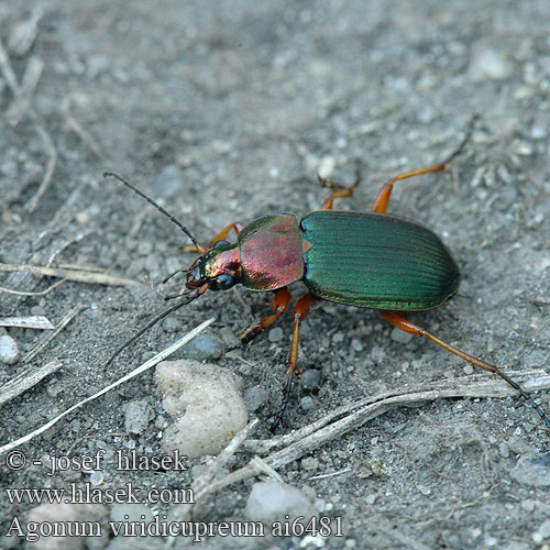 Agonum viridicupreum Bunter Glanzflachläufer Жужелица-быстряк медно-зелёная