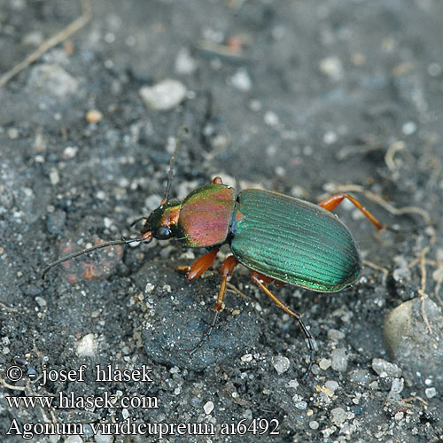 Agonum viridicupreum Bunter Glanzflachläufer Жужелица-быстряк медно-зелёная