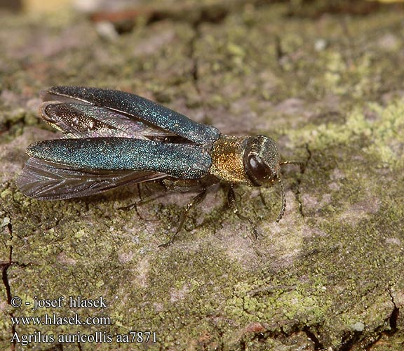 Agrilus auricollis aa7871