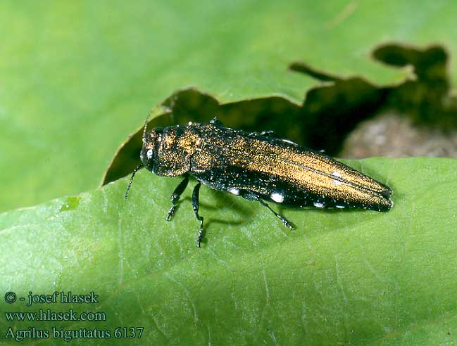 Agrilus biguttatus