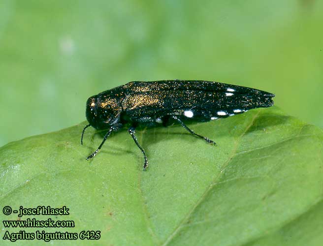 Agrilus biguttatus