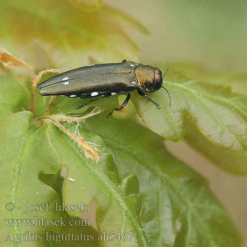 Agrilus biguttatus