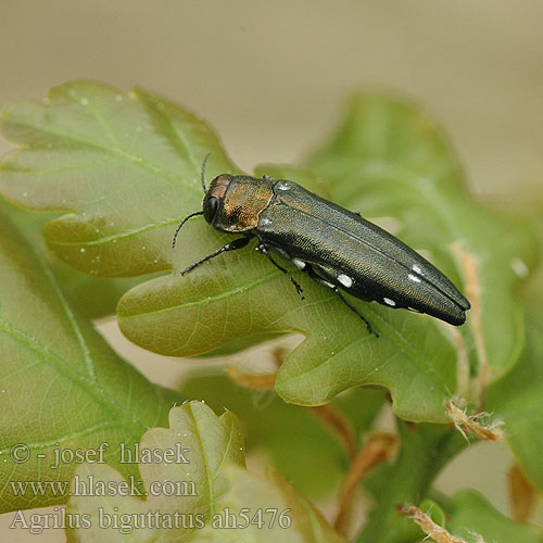 Agrilus biguttatus