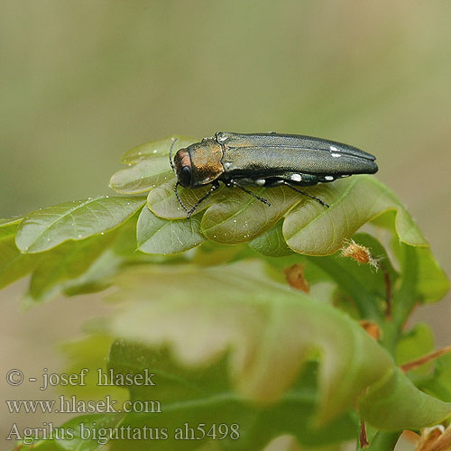 Agrilus biguttatus