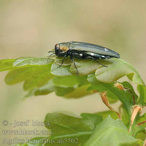 Agrilus biguttatus